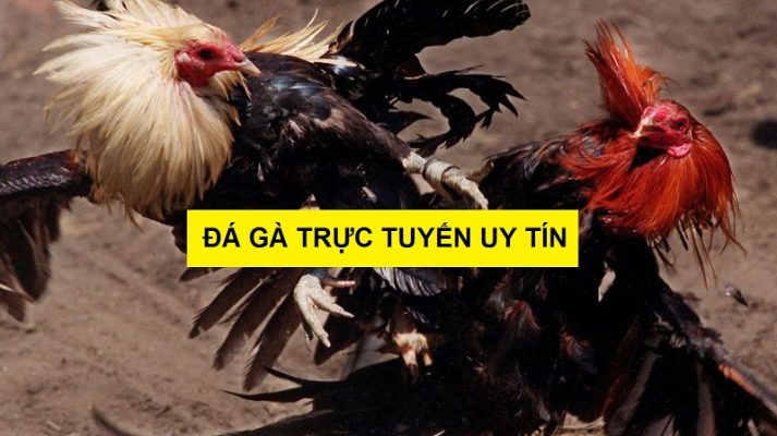 Kinh nghiệm đặt cược đá gà trực tuyến luôn thắng