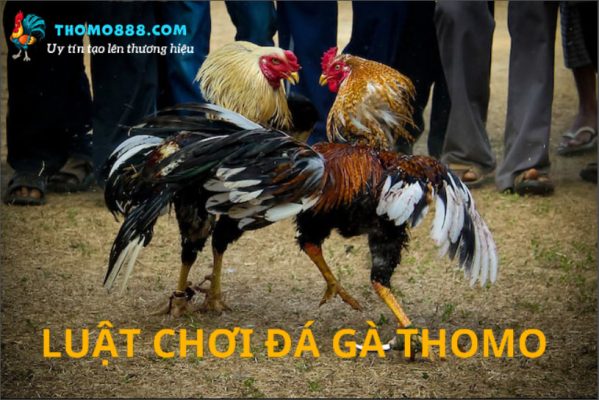 Luật chơi đá gà thomo chi tiết