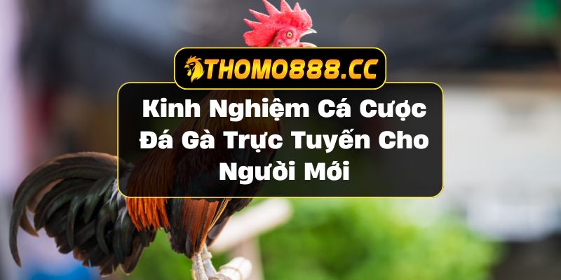 cá cược đá gà