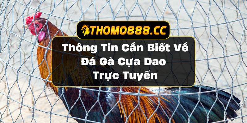 Đá gà cựa dao