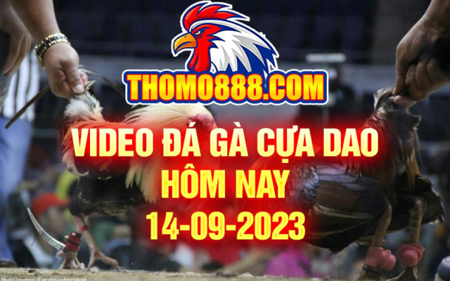 Đá gà cựa dao hôm nay