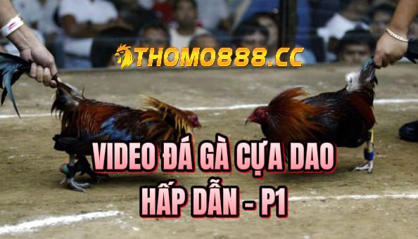 đá gà cựa dao hôm nay