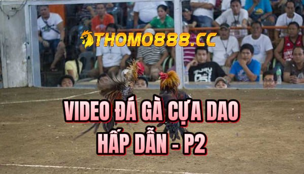 đá gà cựa dao hôm nay