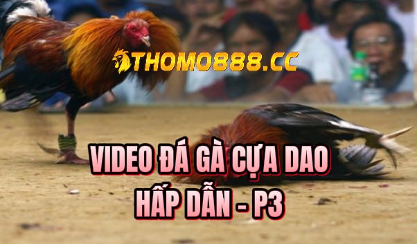 đá gà cựa dao hôm nay