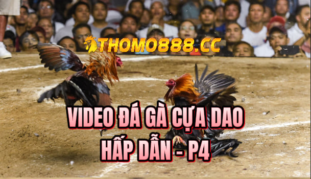 đá gà cựa dao hôm nay