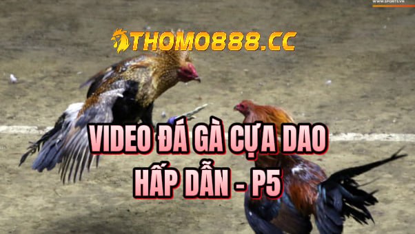 đá gà cựa dao hôm nay