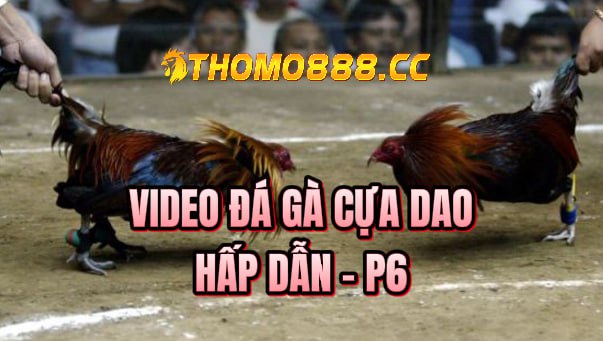 Đá gà cựa dao hôm nay