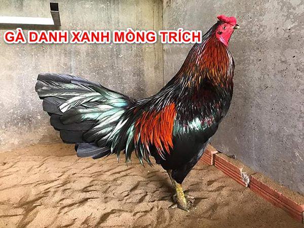 ga danh xanh mong trich