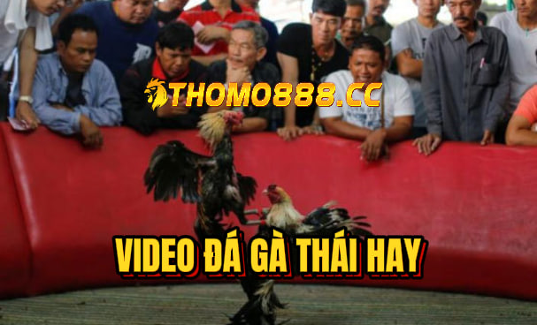 Video đá gà thái hôm nay