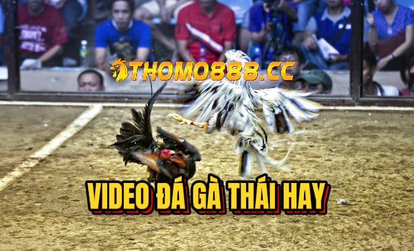 Video đá gà thái hôm nay 10/09/2023