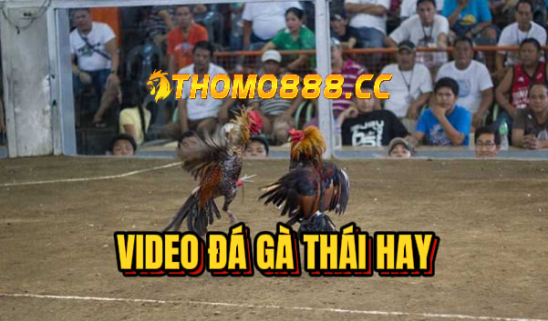 video đá gà thái hôm nay