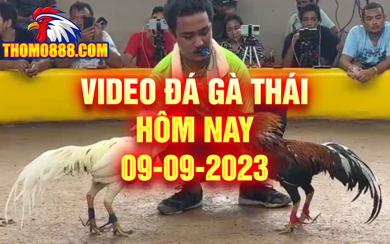 video đá gà thái hôm nay 09/09/2023