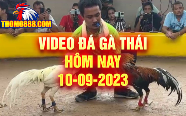 Video đá gà thái hôm nay 10/09/2023