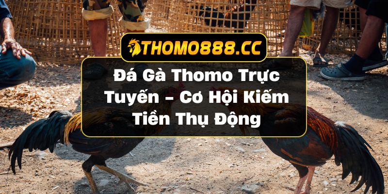 Đá Gà Thomo Trực Tuyến - Cơ Hội Kiếm Tiền Thụ Động