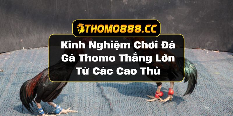 Kinh nghiệm chơi đá gà Thomo