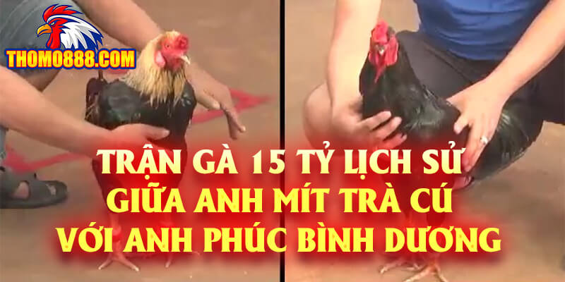 Trận Gà 15 Tỷ Giữa Anh Mít Trà Cú Với Anh Phúc Bình Dương