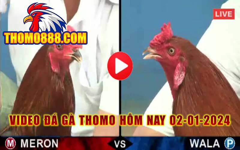 da ga thomo hom nay 02 01 2024