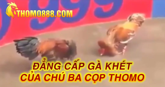 Gà khét của chú ba cọp