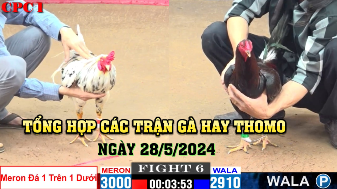 Tổng Hợp Các Trận Gà Hay Thomo Ngày 28/5/2024