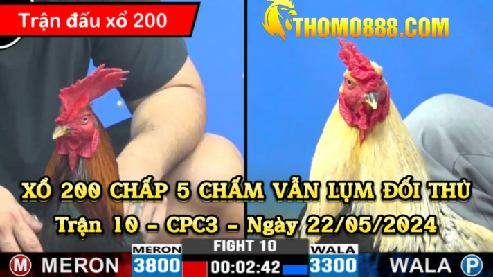 Tổng hợp các trận hay thomo ngày 22/05/2024