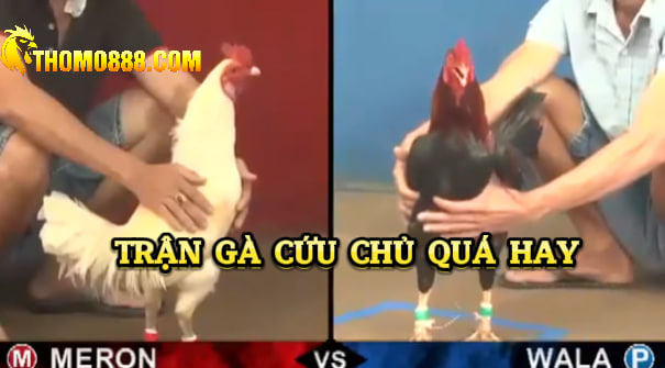 Trận gà cứu chủ quá hay