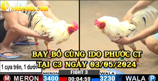 tran ga hay c3 ngay 03 05 24