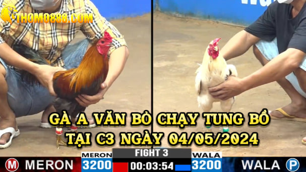 Trận gà hay C3