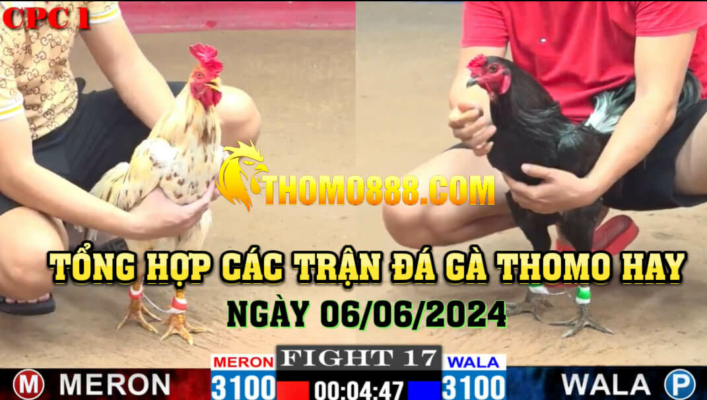 trận đá gà thomo hay