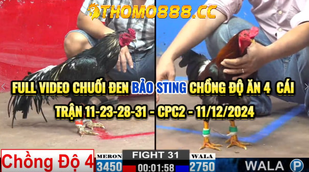 Chuối Đen Bảo Sting Chồng Độ Ăn 4 Cái