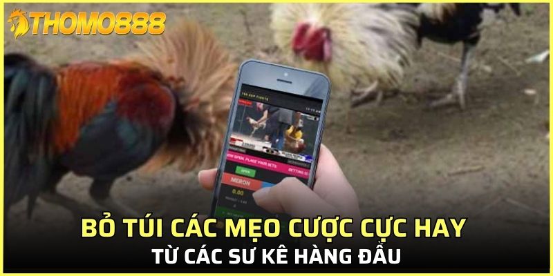 Bỏ túi các mẹo cược cực hay từ các sư kê hàng đầu