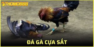 đá gà cựa sắt