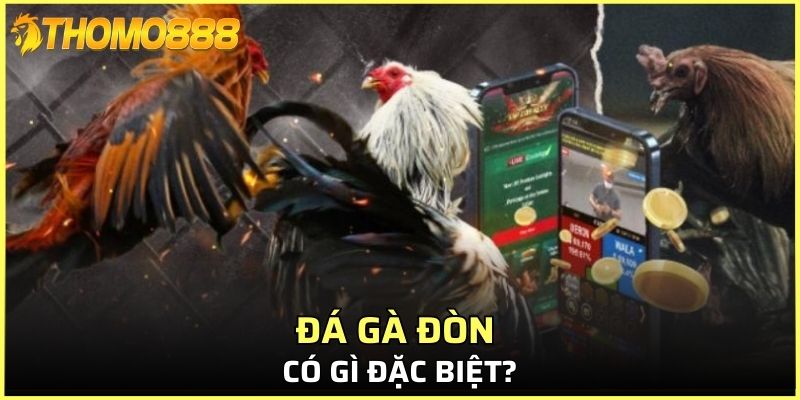 Đá gà đòn có gì đặc biệt? 