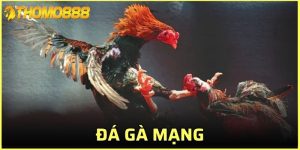 đá gà mạng