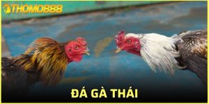 đá gà Thái