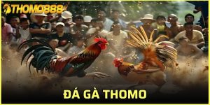 đá gà Thomo