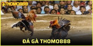 đá gà Thomo888