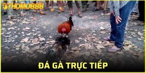 đá gà trực tiếp