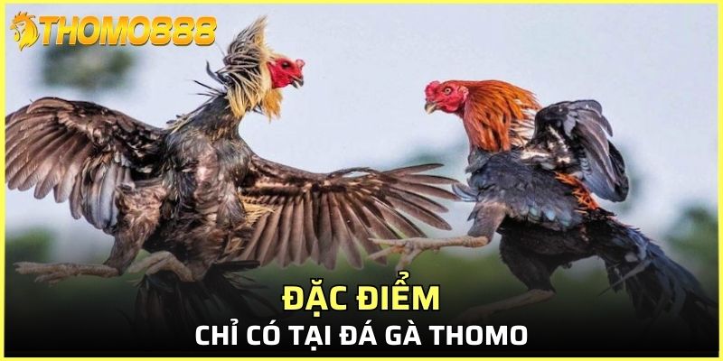Đặc điểm chỉ có tại đá gà Thomo