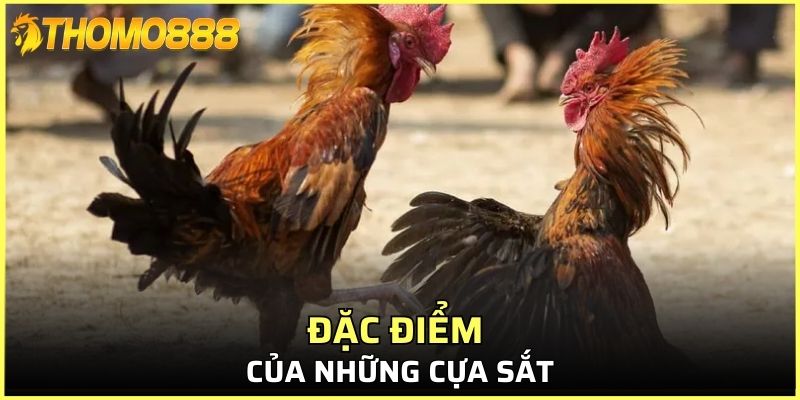 Đặc điểm của những cựa sắt