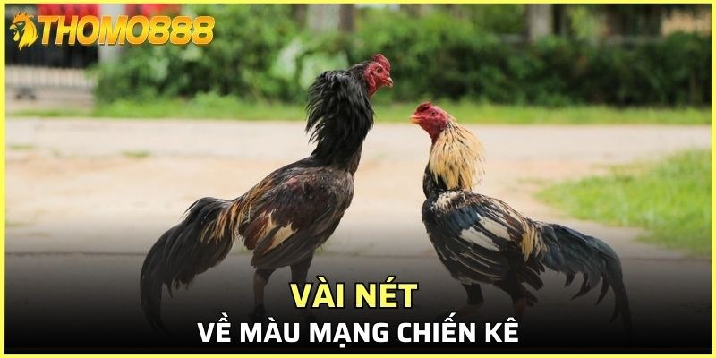 Đây là sự kết hợp giữa màu sắc lông của gà