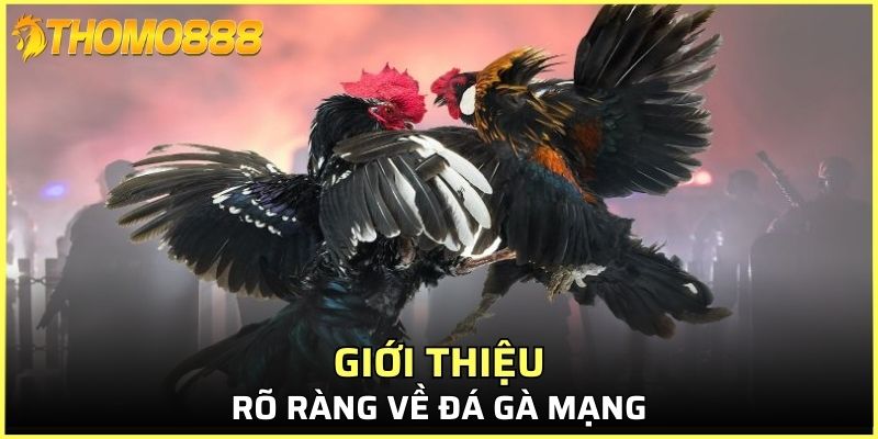 Giới thiệu rõ ràng về đá gà mạng