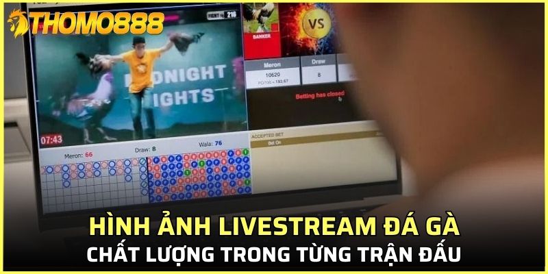 Hình ảnh livestream đá gà Thomo888 chất lượng trong từng trận đấu