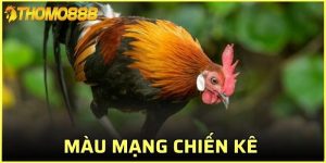 màu mạng chiến kê