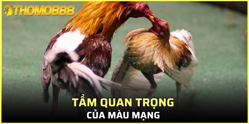 Màu mạng chứa đựng nhiều ý nghĩa phong thủy sâu sắc