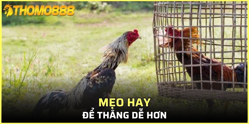 Mẹo hay để thắng dễ hơn