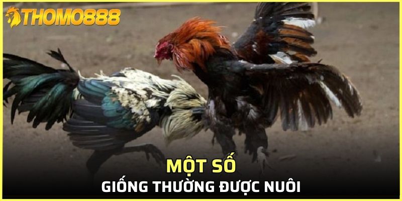 Một số giống thường được nuôi