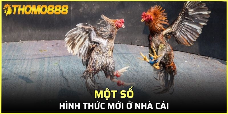 Một số hình thức mới ở nhà cái