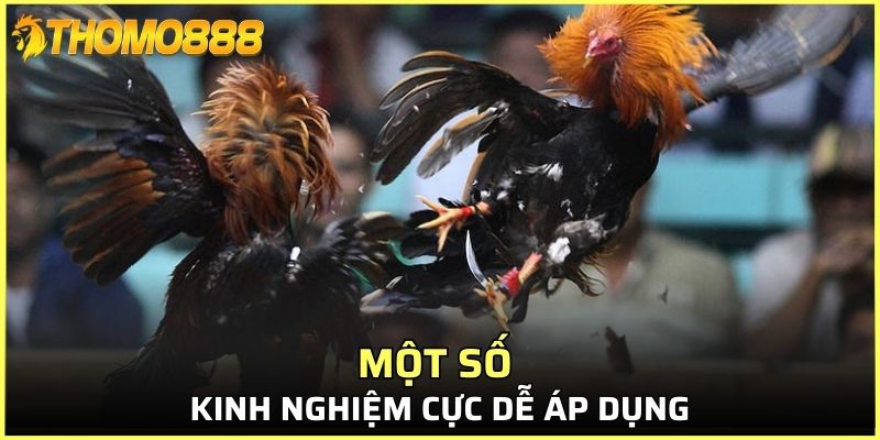 Một số kinh nghiệm để đặt cược đá gà trực tiếp dễ áp dụng