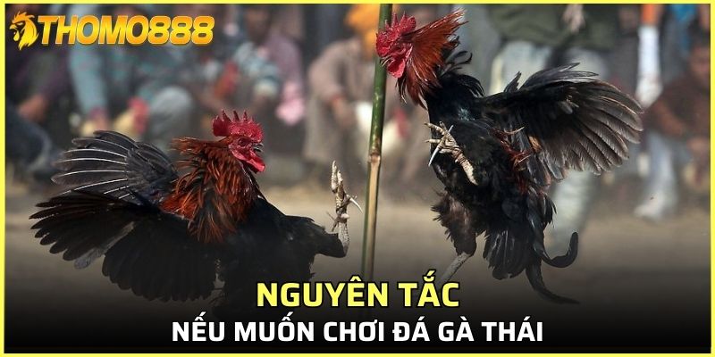 Nguyên tắc nếu muốn chơi đá gà Thái