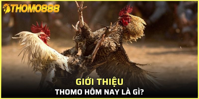 Thomo hôm nay là gì?